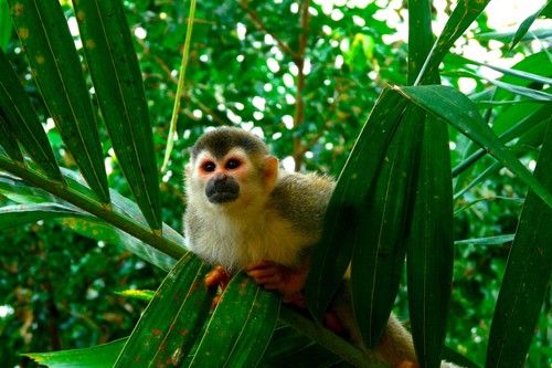 Costa Rica, Manuel Antonio National Park, Scimmia Scoiattolo