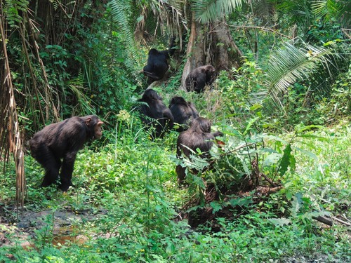 scimpanze safari