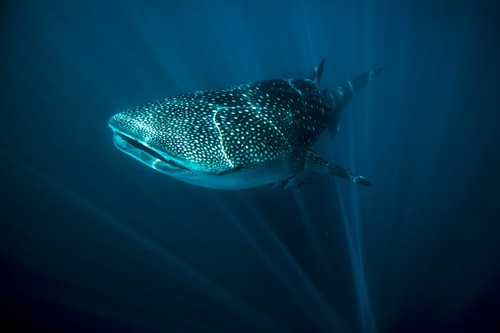 Ningaloo Reef - Squalo Balena
