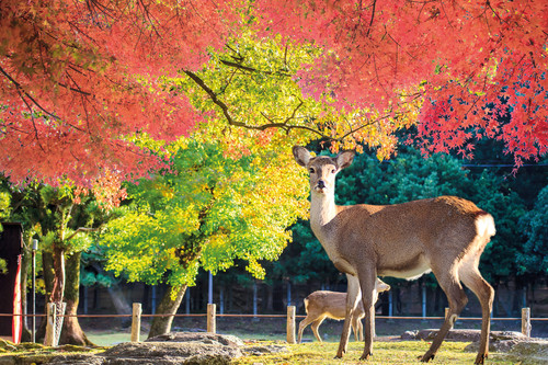 Nara - parco dei cervi