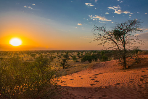 Deserto del Kalahari
